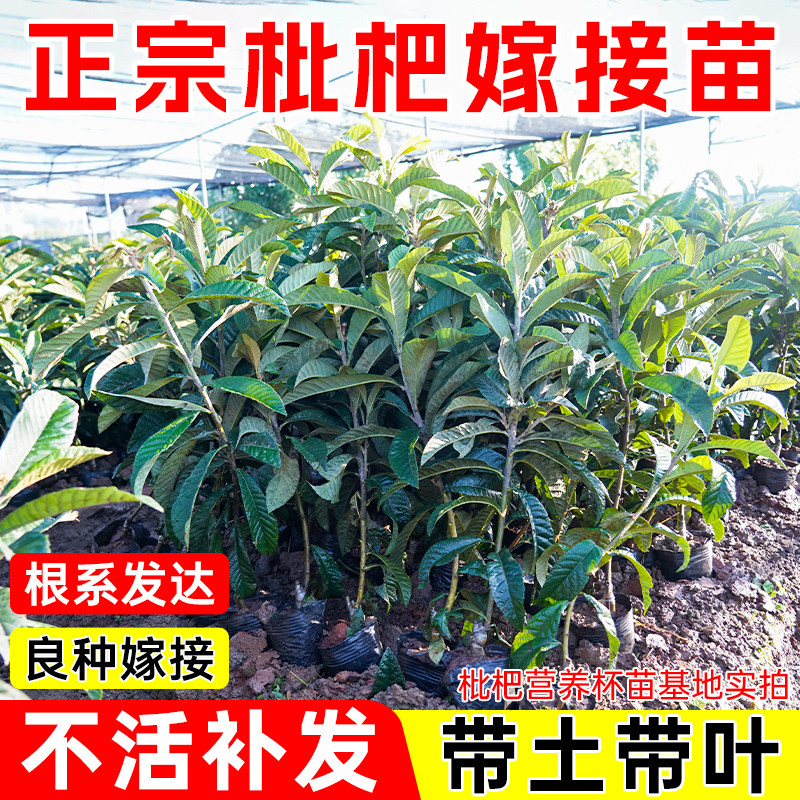 大五星枇杷苗树果苗嫁接大树早熟高产南北方种植带泥带叶盆栽纯甜