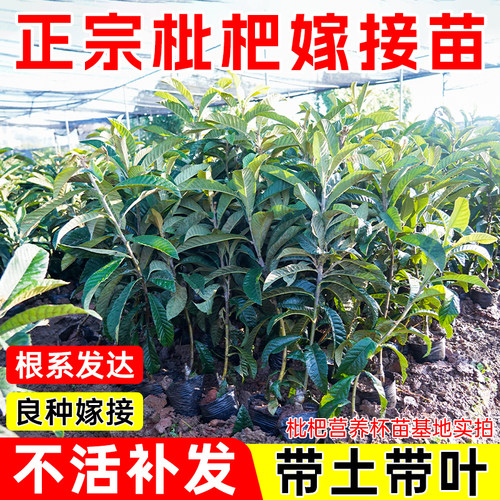 无籽枇杷树苗大五星早熟高产带泥