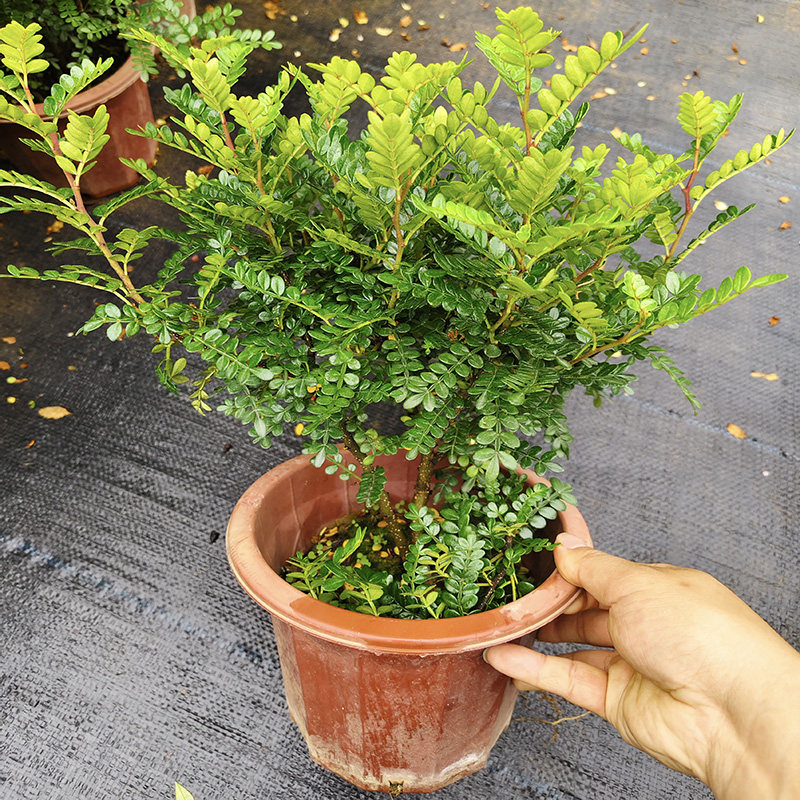 精品清香木盆栽驱蚊植物四季常青盆景净化空气好养易活带盆花椒木