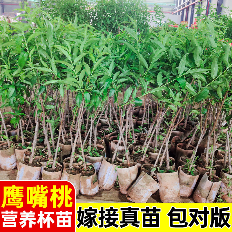 桃树果苗源头基地鹰嘴桃树果苗嫁接苗黄桃树油桃子苗树南北方种植