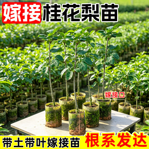 嫁接桂花梨树苗带土带叶