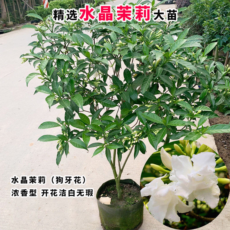 水晶茉莉盆栽苗花卉植物老桩丁香花室内阳台好养易活观花绿植阳台
