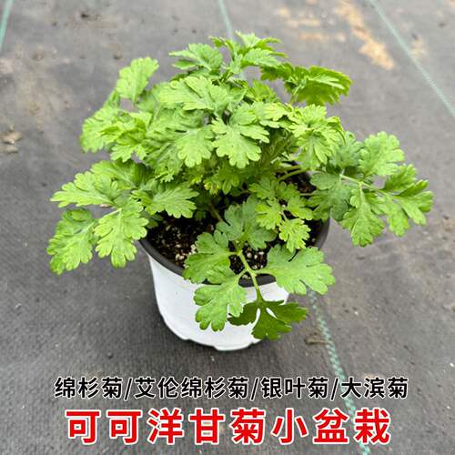 棉杉菊盆栽银叶菊大滨菊除虫菊耐寒耐热多年生可可洋甘菊香草植物