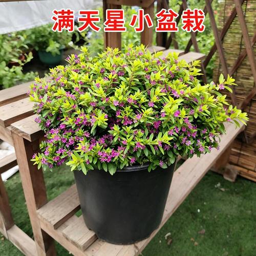 满天星盆栽金叶满天星花苗耐热阳台庭院种植花卉观花植物基地直发