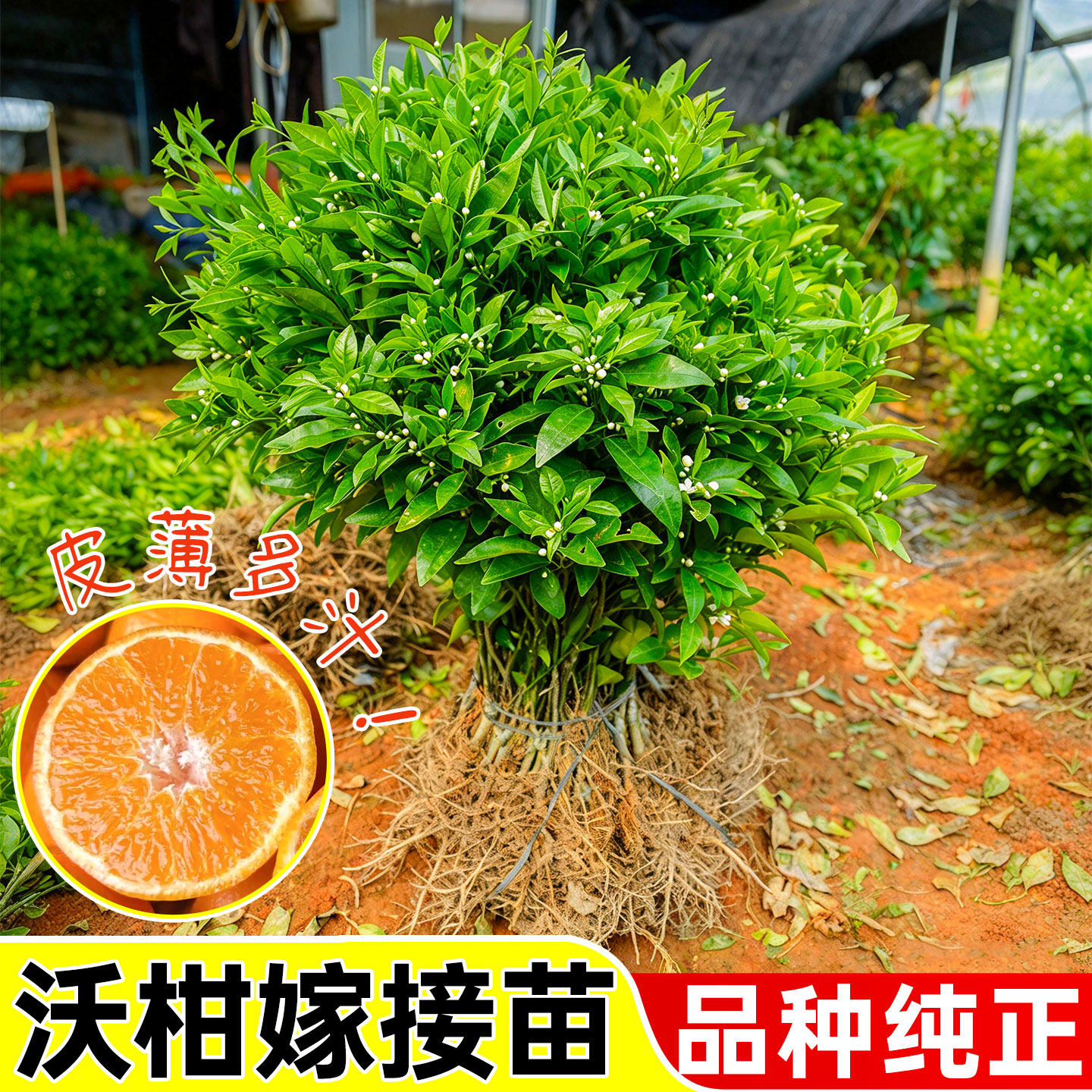 正宗沃柑树苗嫁接无籽果树苗现挖现发裸根苗地栽盆栽南方当年结果