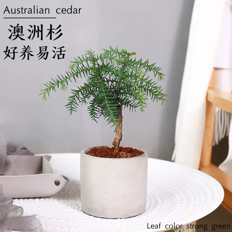 澳洲杉盆景老桩北欧风室内绿植