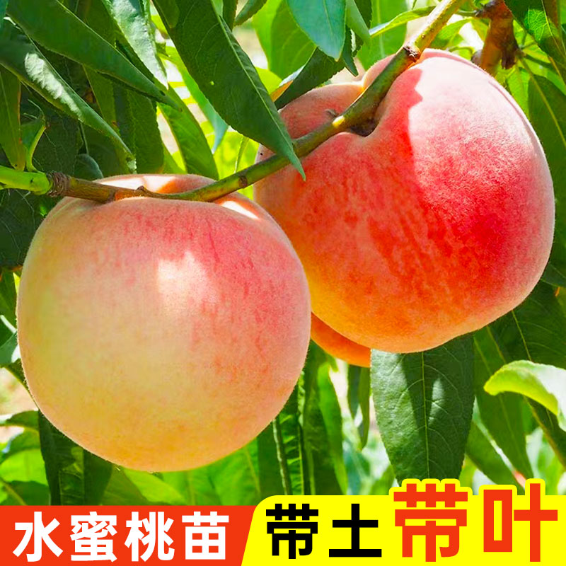 水蜜桃苗嫁接高产果大肉厚包成活