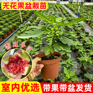 无花果果树苗树盆栽波姬红芭劳奈小树苗纯甜大果庭院阳台果树果苗