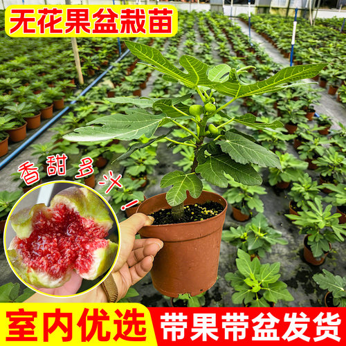 无花果果树苗树盆栽波姬红芭劳奈小树苗纯甜大果庭院阳台果树果苗