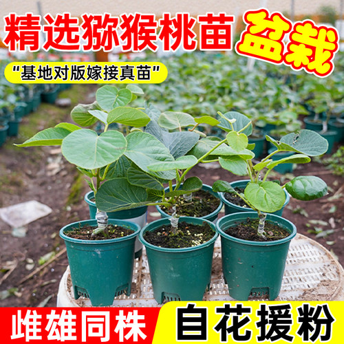 猴桃树苗大果嫁接雌雄授粉