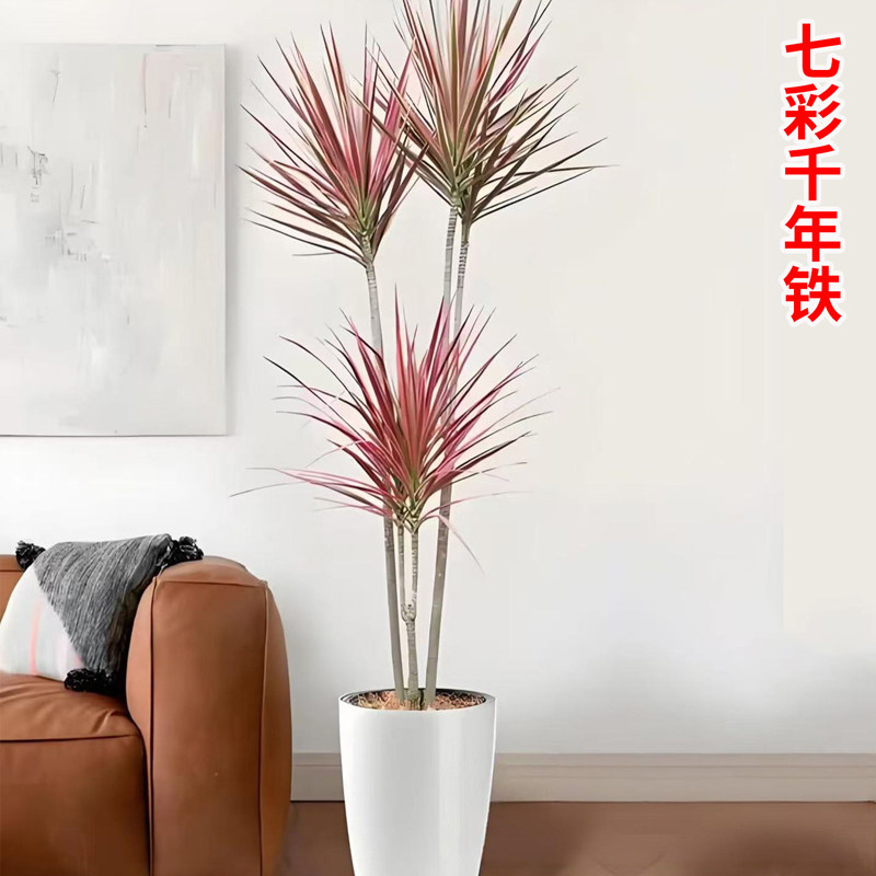 千年铁七彩铁盆栽种植客厅办公室绿植盆栽净化空气好养活懒人植物