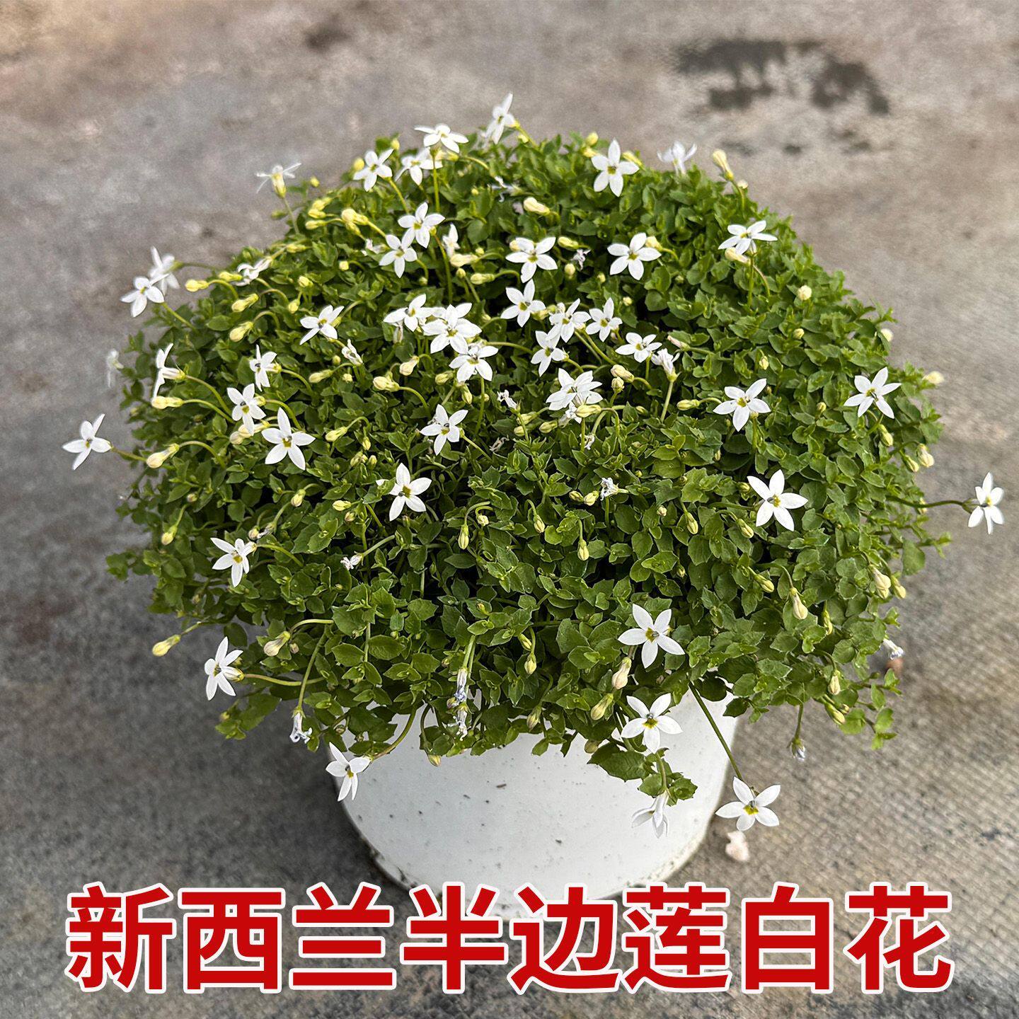 新西兰半边莲盆栽绿化植物四季开花多年生耐寒中草药绿植白花蓝花
