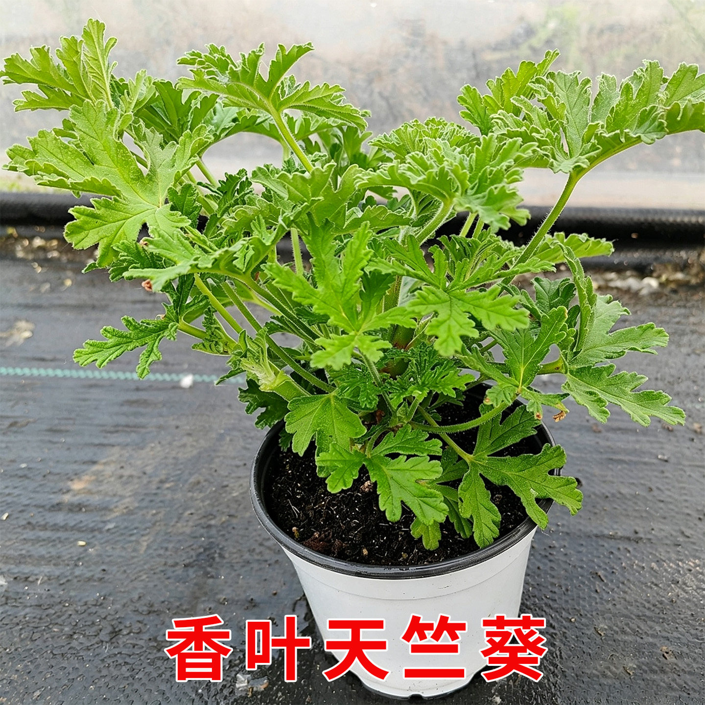 香叶天竺葵观赏绿植物玫瑰天竺葵香叶天使天竺葵盆栽阳台庭院种植