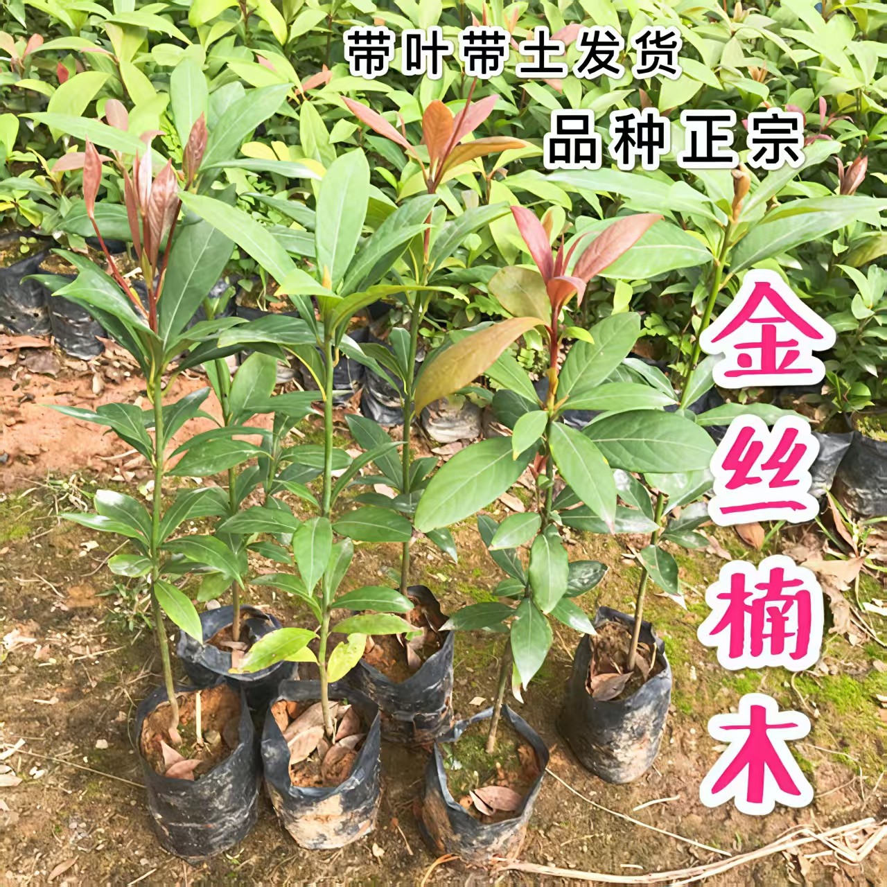 金丝楠木树苗珍贵盆栽小叶桢楠
