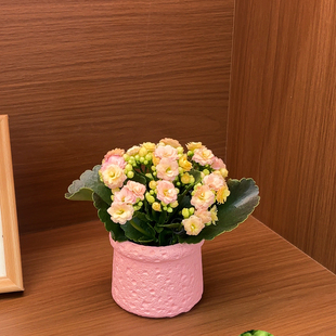 新品长寿花盆栽带花苞四季开花室内花卉绿植办公室桌面重瓣大花苗