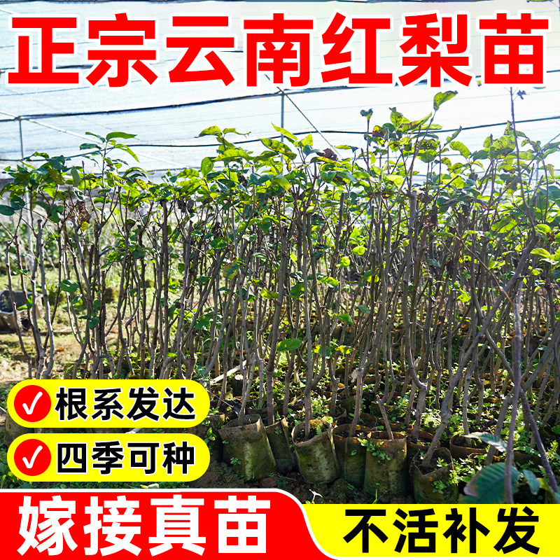嫁接云南红梨树苗高产大果盆栽地栽庭院种植桂花梨带土带叶包成活