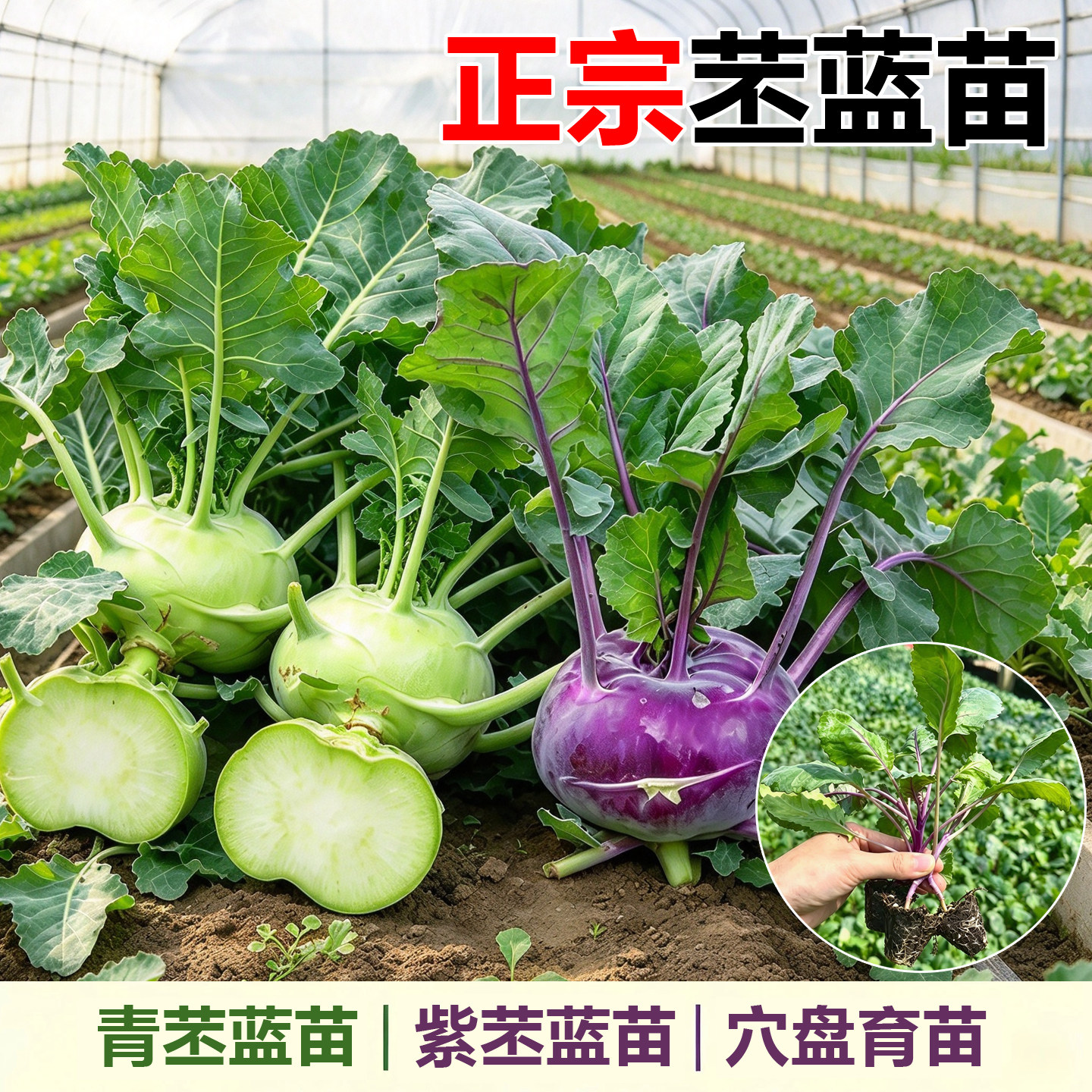 青苤蓝苗秧苗紫苤蓝苗水果丕蓝苗秧苗阳台庭院四季早熟蔬菜苗带土