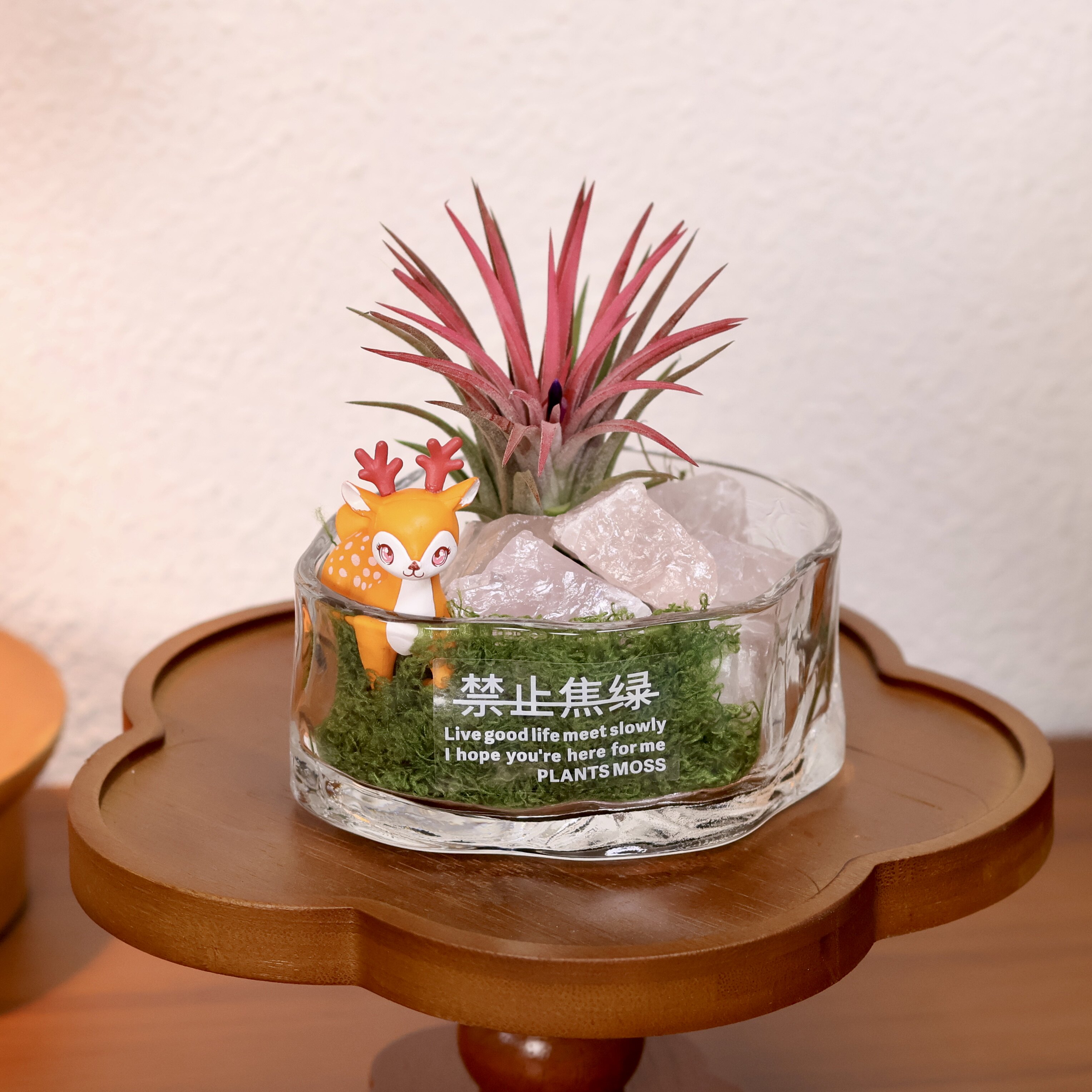 空气凤梨北欧风盆栽四季好养易活办公室内办公桌观赏绿植四季种植