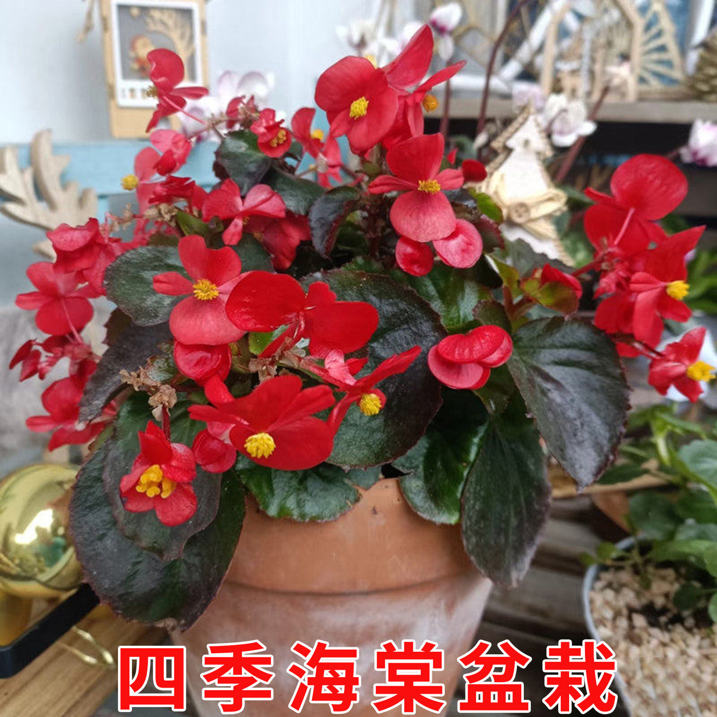 四季海棠盆栽好养开花室内外