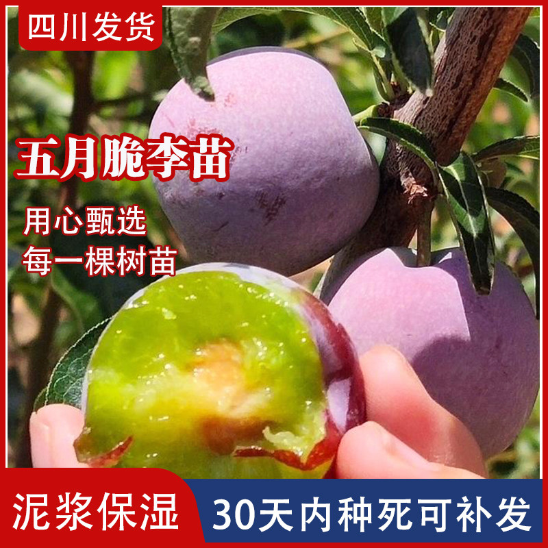四川李子苗早熟凤凰李树苗五月脆嫁接苗五月脆李子苗一点红李子苗