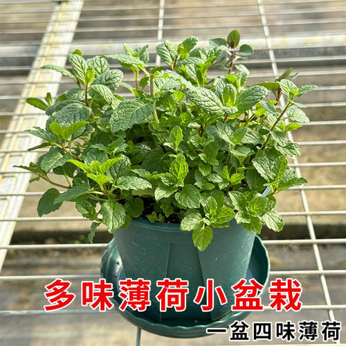 多味薄荷盆栽可食用薄荷叶易种好养驱蚊植物室内四季可种新鲜绿植