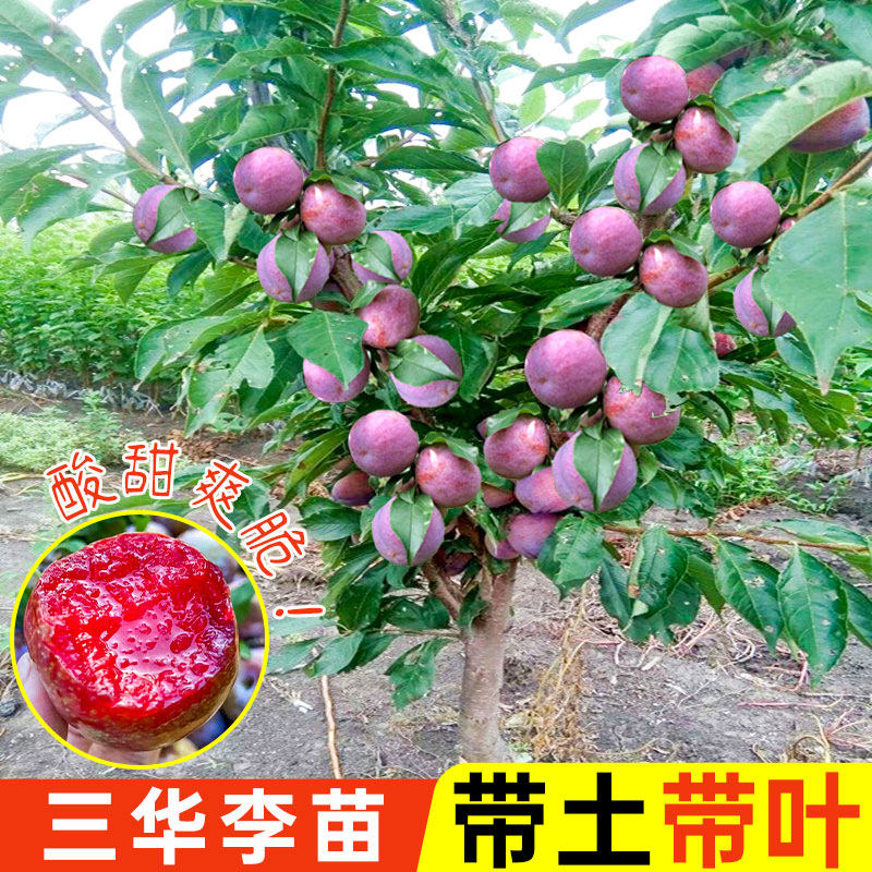 三华李子树苗嫁接银妃钱排半边红李青李子果苗带叶根原土泥球大果