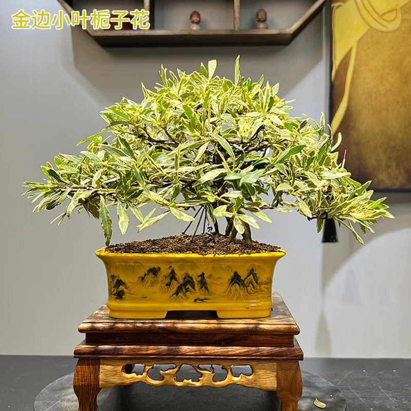 金边小叶栀子盆栽好养清香型雀舌小叶栀子花苗斑叶栀子花庭院种植