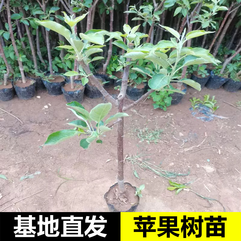 红富士冰糖心矮化嫁接苹果树苗