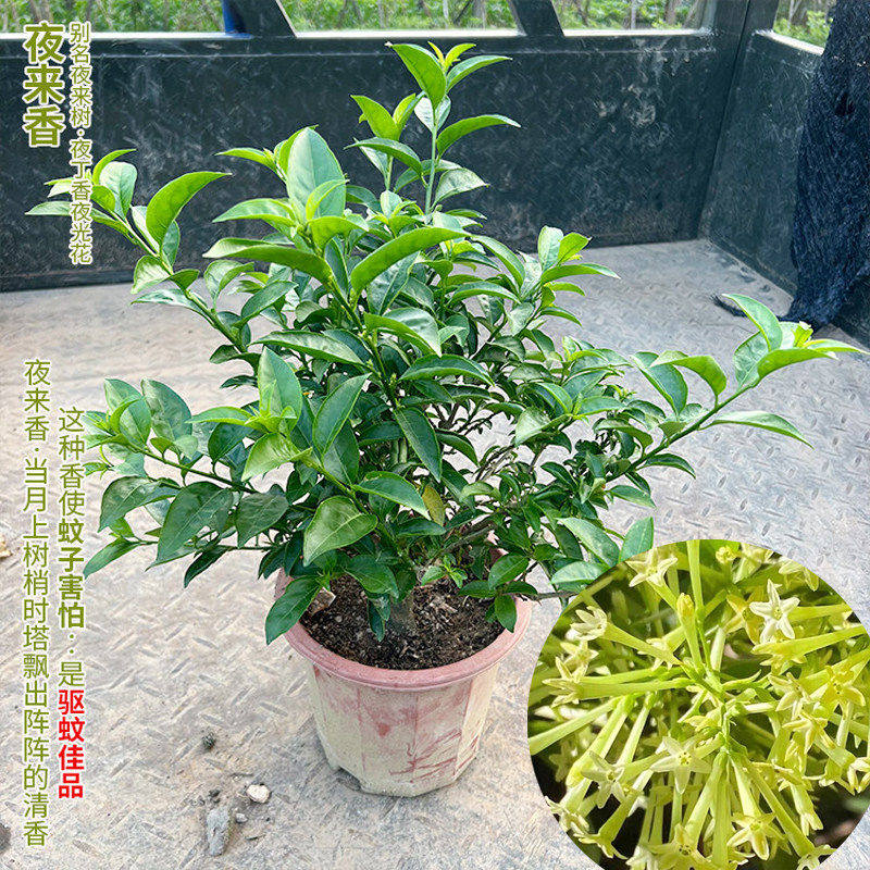 夜来香花苗浓香花木蚊香草盆栽驱蚊花卉四季夜香花当年开花易种植