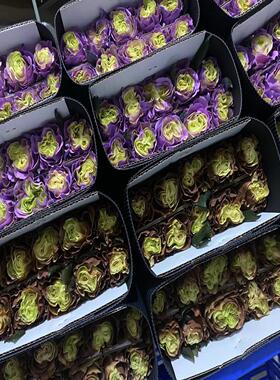 厄尔瓜多玫瑰云南吸色玫瑰鲜花彩色黑色蓝色玫瑰高级感送礼物