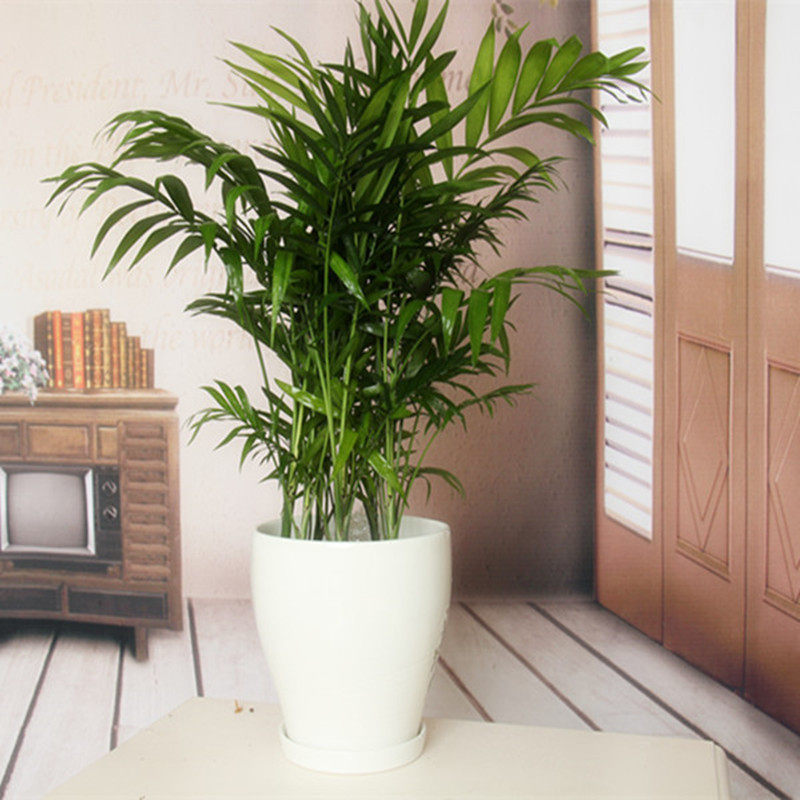 孔雀竹芋双线室内绿植盆景