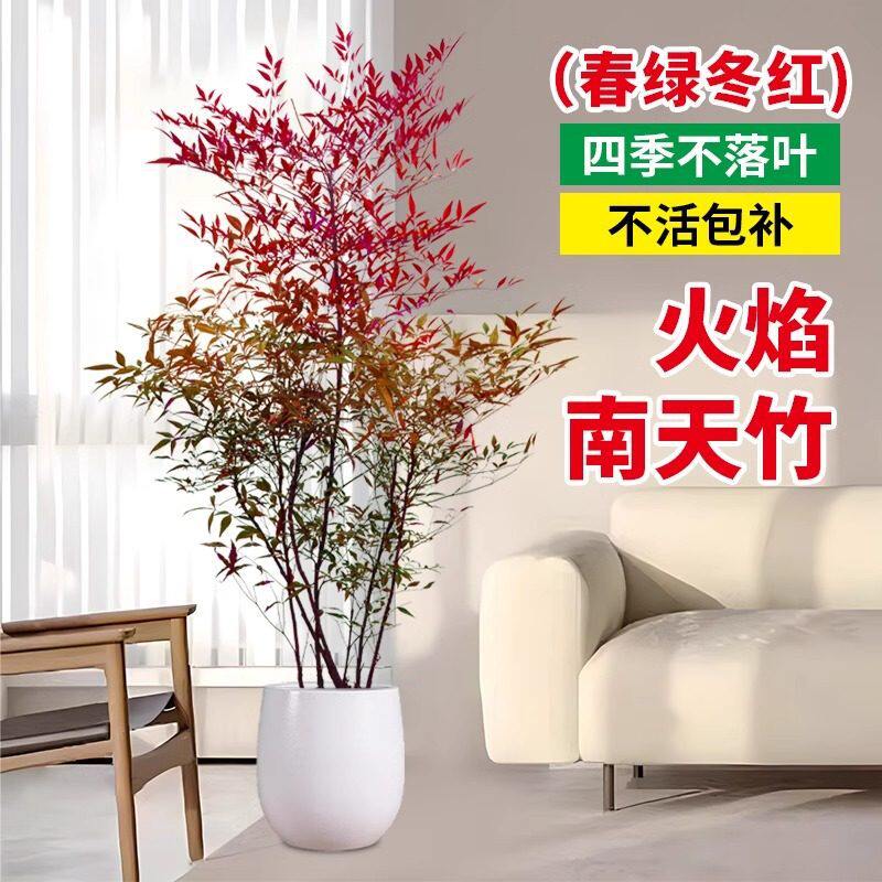 南天竹盆栽客厅绿植火焰树苗庭院