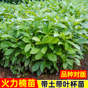 火力楠树苗乐昌含笑苗醉香含笑树苗庭院花树绿化苗木风景树常绿