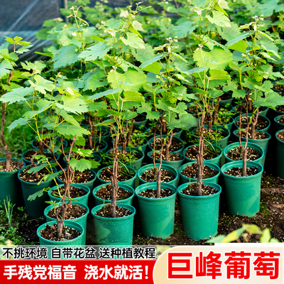 嫁接巨峰葡萄树苗带土带叶夏黑阳光玫瑰葡萄苗室内阳台爬藤树盆栽