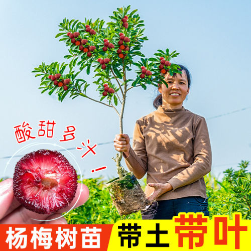 杨梅树树苗黑炭特大嫁接当年结果