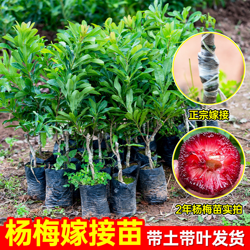 正宗嫁接杨梅树苗带土带叶特大果树矮化盆栽耐寒耐热庭院绿植易养
