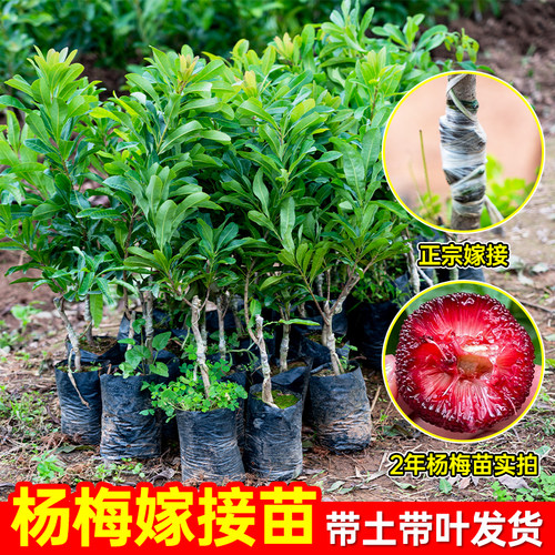杨梅树树苗黑炭特大嫁接当年结果