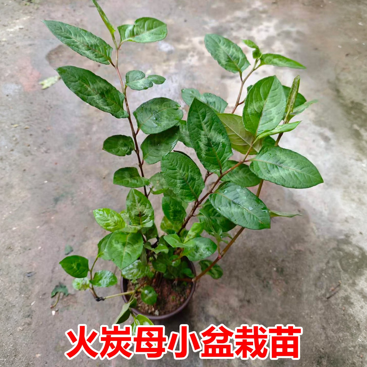 广西对版火炭母种苗翅地利火炭星生火炭藤白饭草苗白饭藤赤地利籽