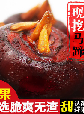 25年湖北现挖马蹄荸荠新鲜分级果大果特大果地栗脆甜多汁农家包邮