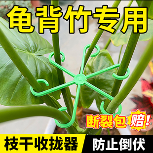 龟背竹专用固定器花枝收拢器防倒伏植物枝干支架园艺春羽固定支架