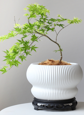 特大号白色北欧花盆陶瓷带托盘家用客厅大发财树龟背竹流泉枫盆栽