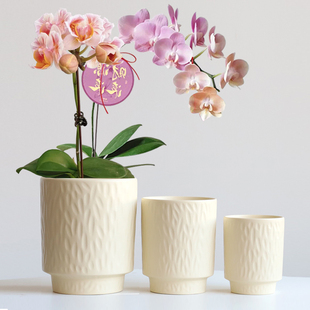 新款陶瓷花盆高款带托盘蝴蝶兰文心兰虎皮兰吊兰绿萝绿植盆栽清仓