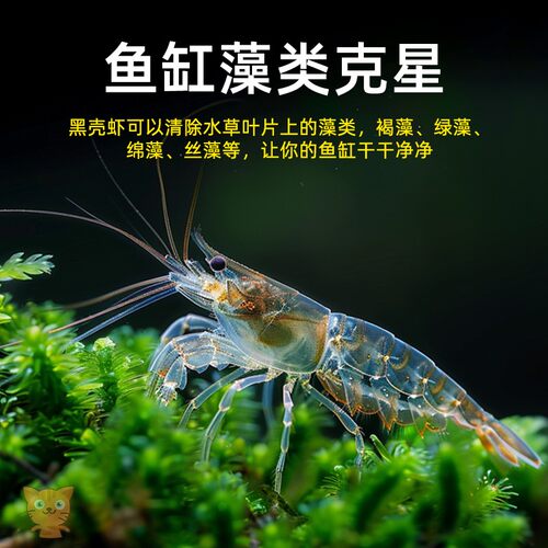特大黑壳虾除藻虾淡水虾垂钓活体大型工具清洁虾观赏虾草缸饲料虾