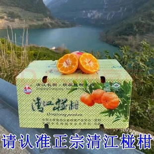 正宗宜昌长阳清江椪柑特级大果整箱酸甜礼盒时令芦柑当季新鲜水果