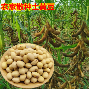 椭圆形黄豆农家自产黄河滩涂土黄豆打豆浆三豆饮专用非转基因大豆