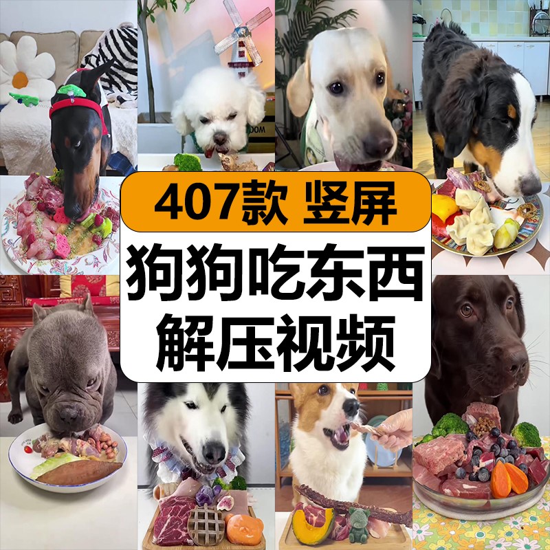 狗狗吃东西肉水果蔬菜原声咀嚼吃播减解压高清竖屏抖音短视频素材
