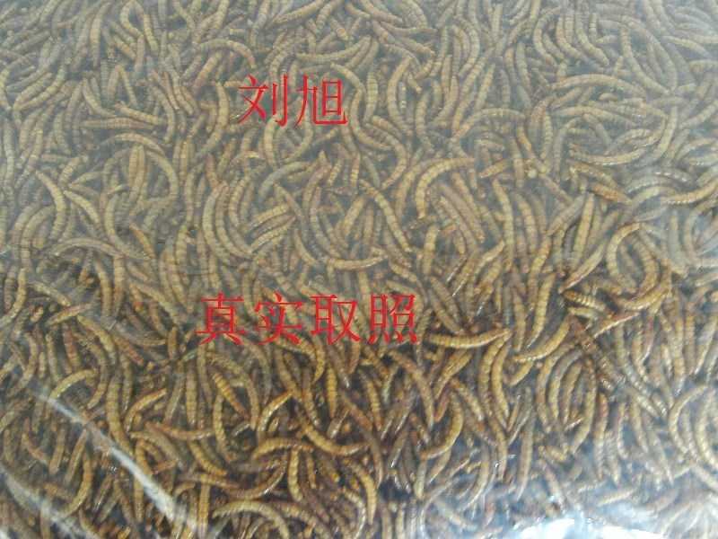 1ÔÂлõ»Æ·Û³æ¸É³æ¡¢Ãæ°ü³æ¸É£¬¸É»õ£¬ ²úµØÖ±Ïú 1½ï=500g=22Ôª