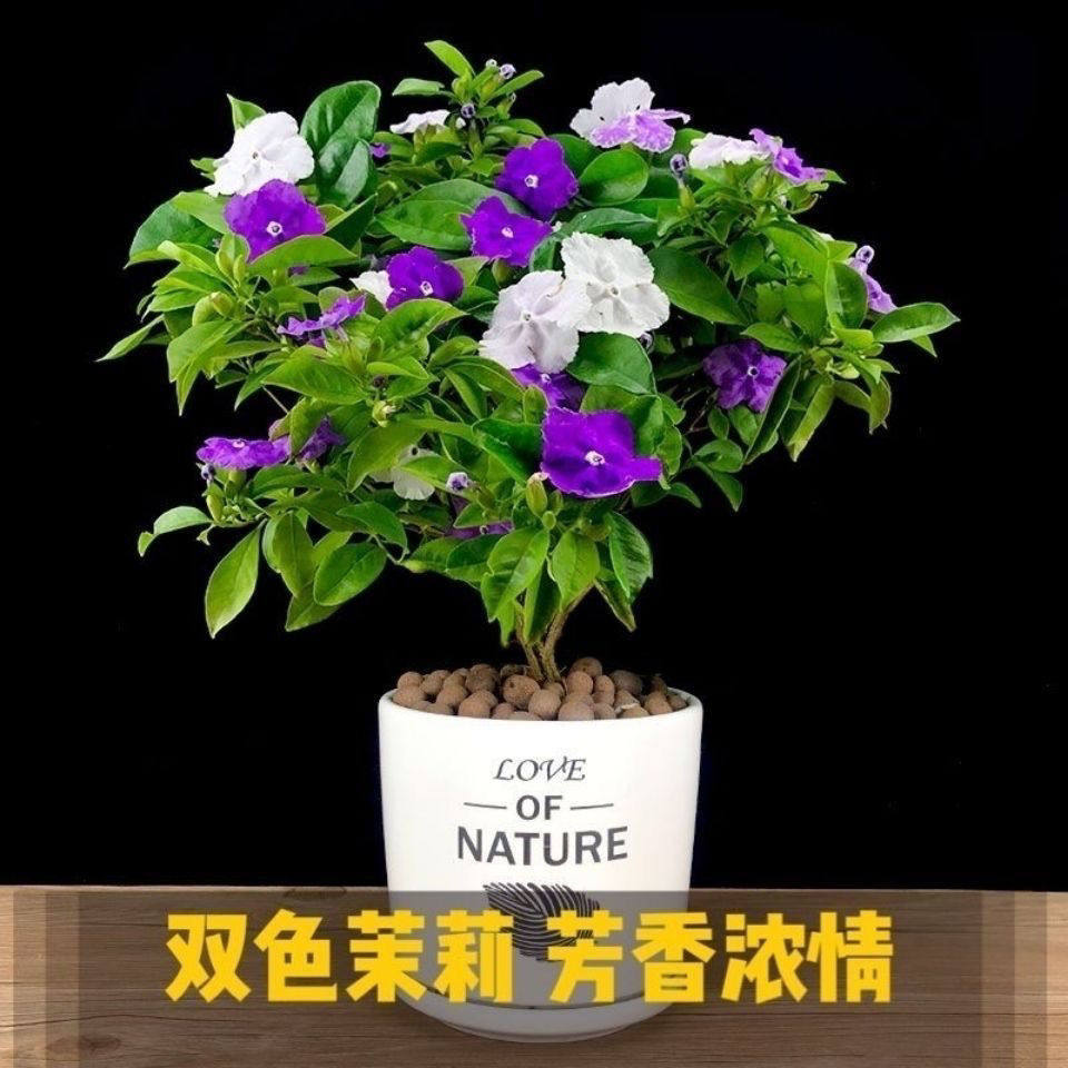 鸳鸯双色茉莉花苗紫色茉莉盆栽浓香型植物三季开花易种活带花苞
