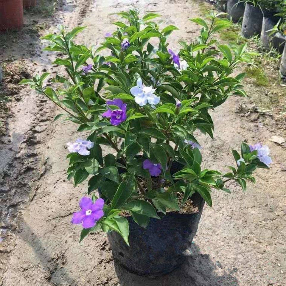 鸳鸯双色茉莉花苗紫色茉莉盆栽浓香型植物四季开花易种活带花苞