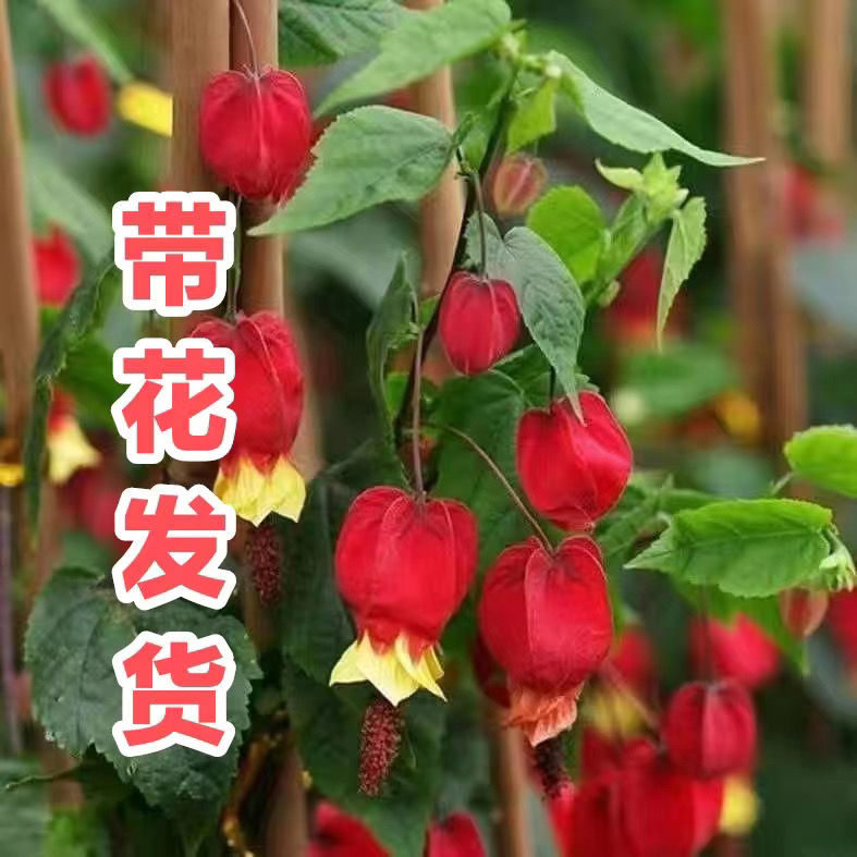 灯笼花盆栽苗蔓性风铃阳台庭院爬藤本耐晒热植物花卉好养四季开花